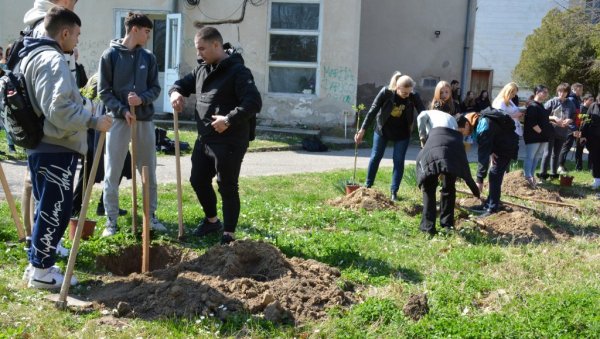 ОД 12 ОДЕЉЕЊА ПО ДРВО ГЕНЕРАЦИЈЕ: Еколошка акција ученика Пољопривредне школе у Неготину ОД 12 ОДЕЉЕЊА ПО ДРВО ГЕНЕРАЦИЈЕ: Еколошка акција ученика Пољопривредне школе у Неготину