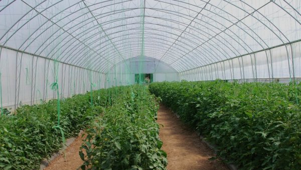 ПЛАСТЕНИЧKА ПРОИЗВОДЊА ВЕОМА ИСПЛАТИВА: Шта је најлакше гајити на овај начин ПЛАСТЕНИЧKА ПРОИЗВОДЊА ВЕОМА ИСПЛАТИВА: Шта је најлакше гајити на овај начин