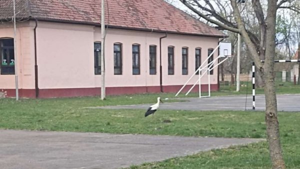 ДОЛЕТЕЛЕ У БЕЛО БЛАТО: Осим у Тарашу, роде стигле и у село код Зрењанина