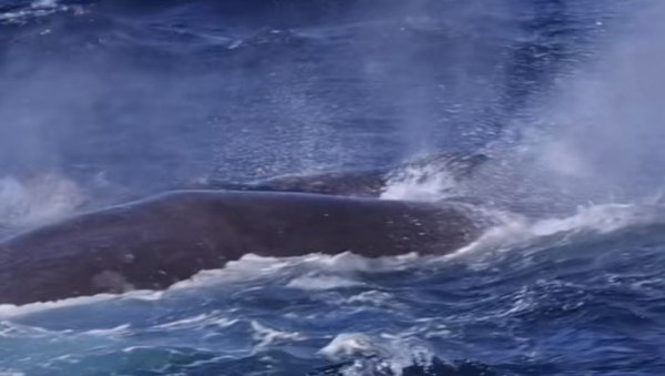 ПРВИ ПУТ У 114 ГОДИНА: Северноатлантски кит виђен у ирским водама ПРВИ ПУТ У 114 ГОДИНА: Северноатлантски кит виђен у ирским водама