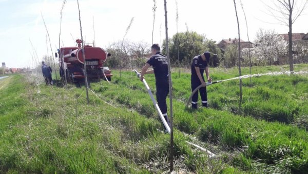 ВАТРОГАСЦИ У  КУЛИ ЗАЛИВАЛИ САДНИЦЕ: Ватрогасци су залили саднице на обали Великог бачког канала и код некадашњег Дома здравља