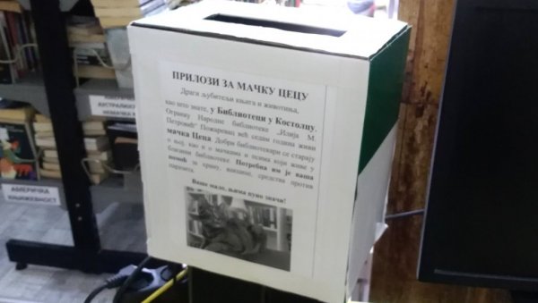 АПЕЛ ЉУБИТЕЉИМА ЖИВОТИЊА: Потребна помоћ за мачку Цицу, која годинама живи у библиотеци у Костолцу АПЕЛ ЉУБИТЕЉИМА ЖИВОТИЊА: Потребна помоћ за мачку Цицу, која годинама живи у библиотеци у Костолцу