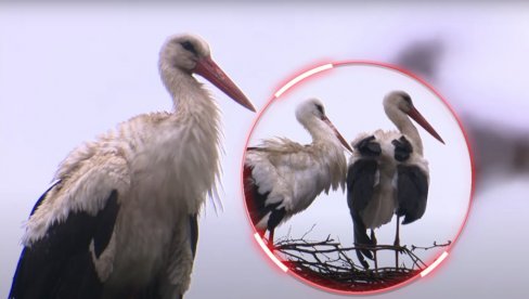 ŽENKA MU UGINULA: Klepetan svakog proleća uradi ISTO na njenom GROBU - ljubavna priča roda koja tera suze na oči (VIDEO) ŽENKA MU UGINULA: Klepetan svakog proleća uradi ISTO na njenom GROBU - ljubavna priča roda koja tera suze na oči (VIDEO)