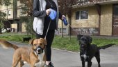 NAUČNICI OTKRILI REZULTATE ISTRAŽIVANJA: Promena računanja vremena utiče na pse NAUČNICI OTKRILI REZULTATE ISTRAŽIVANJA: Promena računanja vremena utiče na pse
