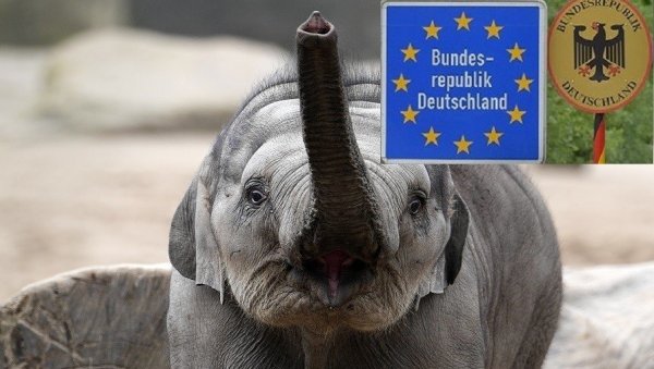ПОСЛАЋЕМО ВАМ 20.000 СЛОНОВА: Стигла озбиљна претња Немачкој из овог дела света ПОСЛАЋЕМО ВАМ 20.000 СЛОНОВА: Стигла озбиљна претња Немачкој из овог дела света