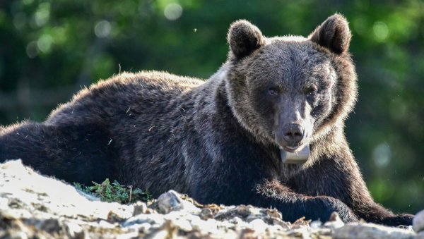 ОГРАДЕ ЗА НАЈУГРОЖЕНИЈА ДОМАЋИНСТВА: Покренут пројекат спречавања штете од мрких медведа ОГРАДЕ ЗА НАЈУГРОЖЕНИЈА ДОМАЋИНСТВА: Покренут пројекат спречавања штете од мрких медведа