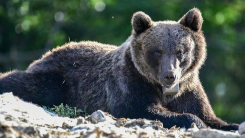 ОГРАДЕ ЗА НАЈУГРОЖЕНИЈА ДОМАЋИНСТВА: Покренут пројекат спречавања штете од мрких медведа