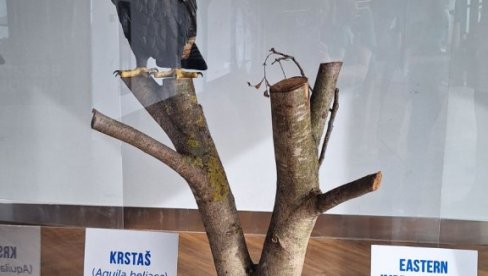 KRSTAŠI NA AERODROMU „NIKOLA TESLA“: Kampanja DZPPS „Zajedno za ptice“ za spas ptice kojoj preti izumiranje KRSTAŠI NA AERODROMU „NIKOLA TESLA“: Kampanja DZPPS „Zajedno za ptice“ za spas ptice kojoj preti izumiranje