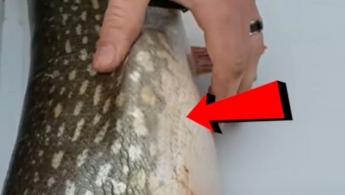 (VIDEO) Ulovili ribu, pa primetili da joj se nešto pomera u stomaku - kad su je rasporili usledilo IZNENAĐENJE (VIDEO) Ulovili ribu, pa primetili da joj se nešto pomera u stomaku - kad su je rasporili usledilo IZNENAĐENJE