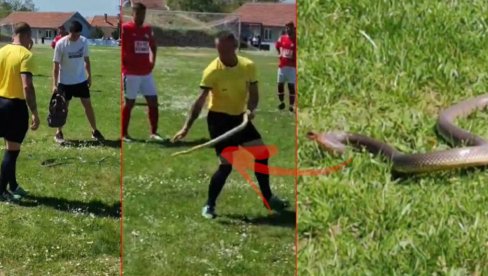 UJELA GA DVA PUTA: Sudija izbacivao zmiju sa terena u Leskovcu - nezvani gost prošao nepovređen (VIDEO) UJELA GA DVA PUTA: Sudija izbacivao zmiju sa terena u Leskovcu - nezvani gost prošao nepovređen (VIDEO)