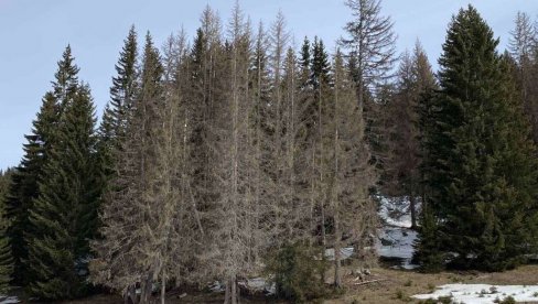 POTKORNJAK BRSTI JELE: Šume na severu Crne Gore nestaju pod najezdom štetočine POTKORNJAK BRSTI JELE: Šume na severu Crne Gore nestaju pod najezdom štetočine