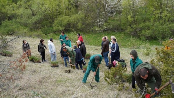 ЗАСАЂЕНО 2.000 ЦРНИХ БОРОВА: Велика акција пошумљавања планине Гоч повише Врњачке Бање