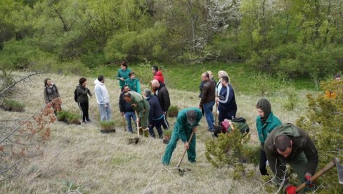 ZASAĐENO 2.000 CRNIH BOROVA: Velika akcija pošumljavanja planine Goč poviše Vrnjačke Banje