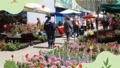 НАЈВЕЋИ САЈАМ ХОРТИКУЛТУРЕ У СРБИЈИ: На Шумадија сајму у Крагујевцу више од 100 излагача НАЈВЕЋИ САЈАМ ХОРТИКУЛТУРЕ У СРБИЈИ: На Шумадија сајму у Крагујевцу више од 100 излагача