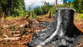 DRVO GA UBILO NA MESTU! Nesreća na jugu Srbije, čovek stradao u seči šume DRVO GA UBILO NA MESTU! Nesreća na jugu Srbije, čovek stradao u seči šume