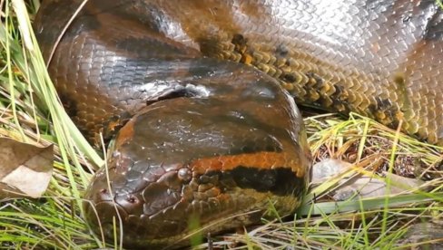 ДИМЕНЗИЈЕ ЗАСТРАШУЈУЋЕ: Откривена највећа змија која је икада живела на Земљи