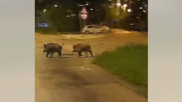 ДИВЉЕ СВИЊЕ СЕ ШЕТКАЛЕ ГРАДОМ: Возач аутобуса забележио несвакидашњи призор - Прешле улицу, па наставиле даље својим путем (ВИДЕО) ДИВЉЕ СВИЊЕ СЕ ШЕТКАЛЕ ГРАДОМ: Возач аутобуса забележио несвакидашњи призор - Прешле улицу, па наставиле даље својим путем (ВИДЕО)