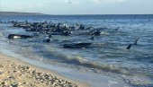 TUŽAN PRIZOR: Nasukalo se 160 kitova, u toku spasavanje, nekima nije bilo spasa (VIDEO) TUŽAN PRIZOR: Nasukalo se 160 kitova, u toku spasavanje, nekima nije bilo spasa (VIDEO)