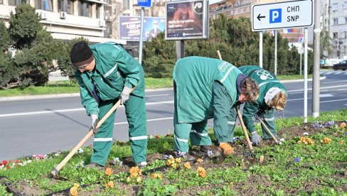ZIMUS I PROLETOS POSAĐENO 2.600 STABALA: Nastavlja se ozelenjavanje novosadskih ulica i bulevara (FOTO) ZIMUS I PROLETOS POSAĐENO 2.600 STABALA: Nastavlja se ozelenjavanje novosadskih ulica i bulevara (FOTO)