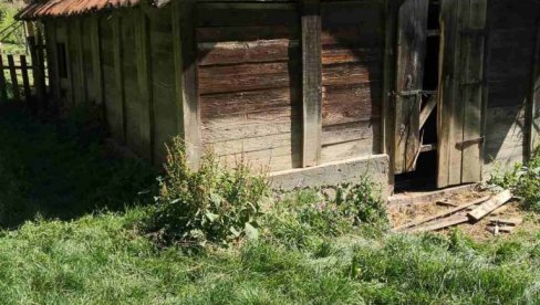 MEDVEDI PRAVE ŠTETU PO AZBUKOVICI: Muke i od vukova MEDVEDI PRAVE ŠTETU PO AZBUKOVICI: Muke i od vukova