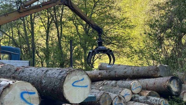 НА ЈЕЛОВИЦИ КОД БЕРАНА ОТКРИВЕНА НОВА ШУМСКА КРАЂА:Зaплењени чамови трупци, почиње контрола пилана НА ЈЕЛОВИЦИ КОД БЕРАНА ОТКРИВЕНА НОВА ШУМСКА КРАЂА:Зaплењени чамови трупци, почиње контрола пилана