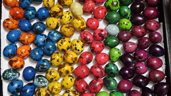 ХУМАНИТАРАЦ НИКОЛА ДРАГАНИЋ У ДОМУ ЈОВАН ЈОВАНОВИЋ ЗМАЈ: Препеличја јаја дар незбринутој деци ХУМАНИТАРАЦ НИКОЛА ДРАГАНИЋ У ДОМУ ЈОВАН ЈОВАНОВИЋ ЗМАЈ: Препеличја јаја дар незбринутој деци
