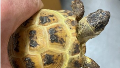 ZMIJE I KORNJAČE KRILI ISPOD SEDIŠTA: Na Horgošu sprečeno krijumčarenje zaštićenih gmizavaca ZMIJE I KORNJAČE KRILI ISPOD SEDIŠTA: Na Horgošu sprečeno krijumčarenje zaštićenih gmizavaca