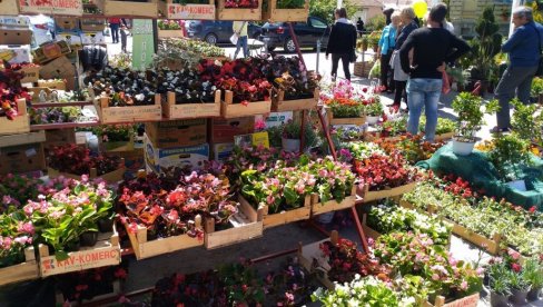 NAJAVA ZA VIKEND: Festival cveća na Trgu oslobođenja NAJAVA ZA VIKEND: Festival cveća na Trgu oslobođenja