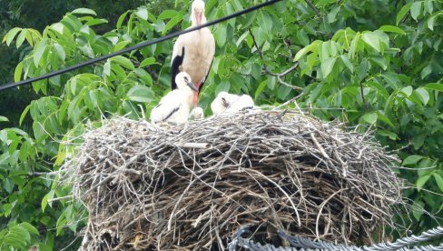 BROJE GNEZDA BELIH RODA: Paraćin se pridružio 8. Međunarodnom popisu strogo zaštićene vrste ptica BROJE GNEZDA BELIH RODA: Paraćin se pridružio 8. Međunarodnom popisu strogo zaštićene vrste ptica
