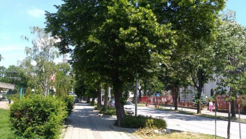SUNČANI PARK: Spašeno drveće uspešno napreduje SUNČANI PARK: Spašeno drveće uspešno napreduje