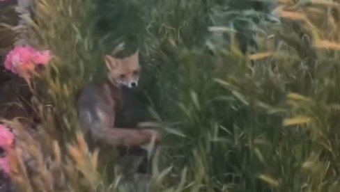DIVLJE ZVERKE SVE ČEŠĆI GOSTI PRESTONICE: Jedan meštatin kamerom zabeležio susret, iznenadićete se kako je životinja reagovala (VIDEO) DIVLJE ZVERKE SVE ČEŠĆI GOSTI PRESTONICE: Jedan meštatin kamerom zabeležio susret, iznenadićete se kako je životinja reagovala (VIDEO)