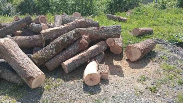 КРАДУ ИЗ ДРЖАВНИХ ШУМА, ШУМСКА МАФИЈА НЕДОДИРЉИВА: Настављена заплена бесправно посечене грађена северу Црне Горе КРАДУ ИЗ ДРЖАВНИХ ШУМА, ШУМСКА МАФИЈА НЕДОДИРЉИВА: Настављена заплена бесправно посечене грађена северу Црне Горе