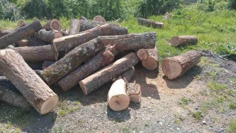 KRADU IZ DRŽAVNIH ŠUMA, ŠUMSKA MAFIJA NEDODIRLJIVA: Nastavljena zaplena bespravno posečene građena severu Crne Gore KRADU IZ DRŽAVNIH ŠUMA, ŠUMSKA MAFIJA NEDODIRLJIVA: Nastavljena zaplena bespravno posečene građena severu Crne Gore