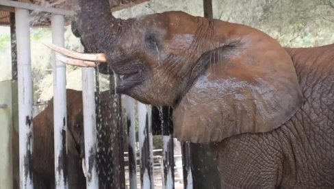 SKIDANJE TEMPERATURE: Pogledajte kako rashlađuju slona u afričkom zoo vrtu (VIDEO) SKIDANJE TEMPERATURE: Pogledajte kako rashlađuju slona u afričkom zoo vrtu (VIDEO)