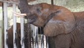 SKIDANJE TEMPERATURE: Pogledajte kako rashlađuju slona u afričkom zoo vrtu (VIDEO)
