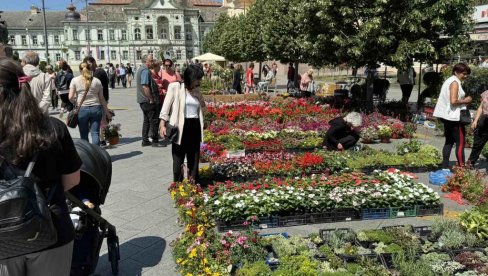 SAJAM CVECA: Na centralnom gradskom trgu u Zrenjaninu