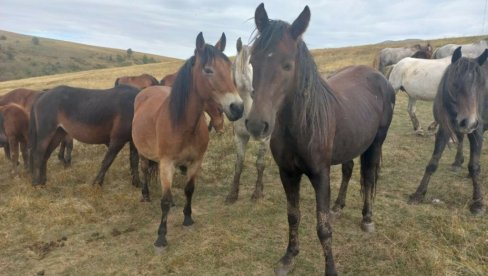 JEDINO MESTO NA SVETU UZ MONGOLIJU: Neverovatni prizori divljih konja iz Livna (FOTO/VIDEO) JEDINO MESTO NA SVETU UZ MONGOLIJU: Neverovatni prizori divljih konja iz Livna (FOTO/VIDEO)