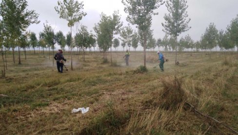 POČELO SUZBIJANJE AMBROZIJE: U Novom Sadu i prigradskim naseljima, na 9,5 miliona kvadrata POČELO SUZBIJANJE AMBROZIJE: U Novom Sadu i prigradskim naseljima, na 9,5 miliona kvadrata