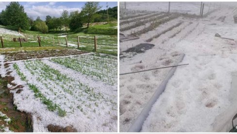 NEVREME OBRALO VOĆE: Ove sezone, mrazevi i visoke temperature prepolovili rod u Srpskoj NEVREME OBRALO VOĆE: Ove sezone, mrazevi i visoke temperature prepolovili rod u Srpskoj