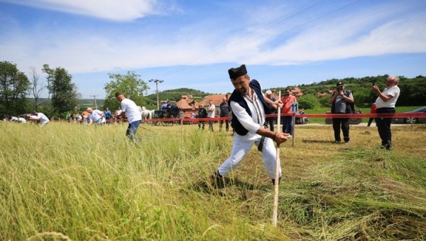 НЕ ДАЈУ ДА СЕ ВЕШТИНА ПРЕДАКА ЗАБОРАВИ: Код Крагујевца одржано такмичење косача НЕ ДАЈУ ДА СЕ ВЕШТИНА ПРЕДАКА ЗАБОРАВИ: Код Крагујевца одржано такмичење косача