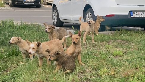 PSI NA SIGURNOM ČEKAJU NOVI DOM: Na pančevačkom Keju Radoja Dakića pre par dana ostavljeno osam štenaca PSI NA SIGURNOM ČEKAJU NOVI DOM: Na pančevačkom Keju Radoja Dakića pre par dana ostavljeno osam štenaca