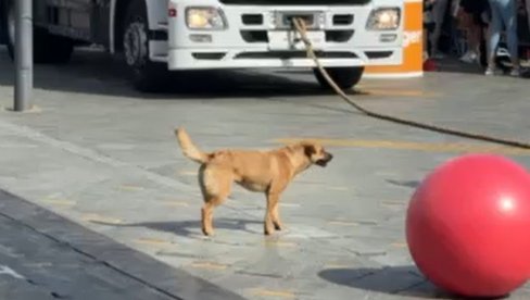 ŽUĆA ZA STRONGMENE NE MARI: Skupu najjačih ljudi na svetu u Zrenjaninu pridružio se i – ulični pas (VIDEO) ŽUĆA ZA STRONGMENE NE MARI: Skupu najjačih ljudi na svetu u Zrenjaninu pridružio se i – ulični pas (VIDEO)