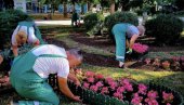 ВЕЛИКО ПРОЛЕЋНО УРЕЂЕЊЕ СМЕДЕРЕВА: Сади се цвеће, коси трава, уређује град (ФОТО) ВЕЛИКО ПРОЛЕЋНО УРЕЂЕЊЕ СМЕДЕРЕВА: Сади се цвеће, коси трава, уређује град (ФОТО)