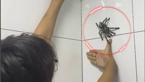 UJELA GA TARANTULA: Vidite kako mu posle toga izgleda ruka (VIDEO) UJELA GA TARANTULA: Vidite kako mu posle toga izgleda ruka (VIDEO)