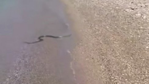 DRAMA NA PLAŽI U GRČKOJ: Turiste uznemirio nenajavljeni gost, snimak se širi mrežama (VIDEO) DRAMA NA PLAŽI U GRČKOJ: Turiste uznemirio nenajavljeni gost, snimak se širi mrežama (VIDEO)