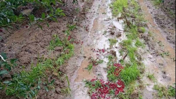 НЕВРЕМЕ ПОГОДИЛО ТОПОЛУ И ОКОЛИНУ: Туга у Шумадији, град уништио воће и усеве (ФОТО) НЕВРЕМЕ ПОГОДИЛО ТОПОЛУ И ОКОЛИНУ: Туга у Шумадији, град уништио воће и усеве (ФОТО)