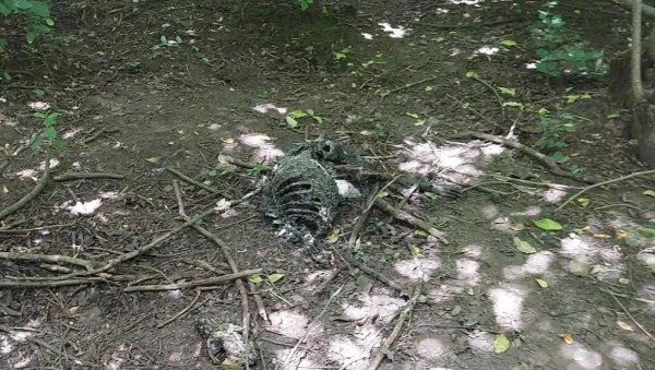 ВИШЕ ОД СТОТИНУ ПАСА УГИНУЛО ЈЕР СУ ДАНИМА БИЛИ БЕЗ ХРАНЕ И ВОДЕ: Полиција у прихватлишту у Великом Градишту ВИШЕ ОД СТОТИНУ ПАСА УГИНУЛО ЈЕР СУ ДАНИМА БИЛИ БЕЗ ХРАНЕ И ВОДЕ: Полиција у прихватлишту у Великом Градишту