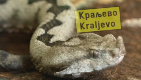 POSKOCI I ŠARKE U KRALJEVU: Ko donosi zmije u grad POSKOCI I ŠARKE U KRALJEVU: Ko donosi zmije u grad