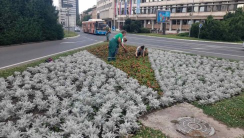 NA TRGU SLOBODE 18 CVETNIH ŽARDINJERA: Počelo letnje ulepšavanje Novog Sada (FOTO) NA TRGU SLOBODE 18 CVETNIH ŽARDINJERA: Počelo letnje ulepšavanje Novog Sada (FOTO)