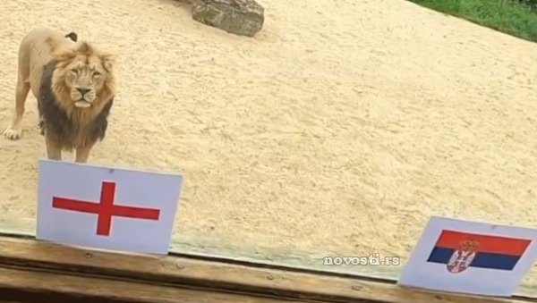 ЕНГЛЕСКА ОВО НИЈЕ ХТЕЛА ДА ВИДИ: Лав-пророк тврди - Енглези неће победити Србе! (ВИДЕО) ЕНГЛЕСКА ОВО НИЈЕ ХТЕЛА ДА ВИДИ: Лав-пророк тврди - Енглези неће победити Србе! (ВИДЕО)